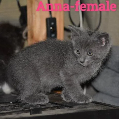 Anna