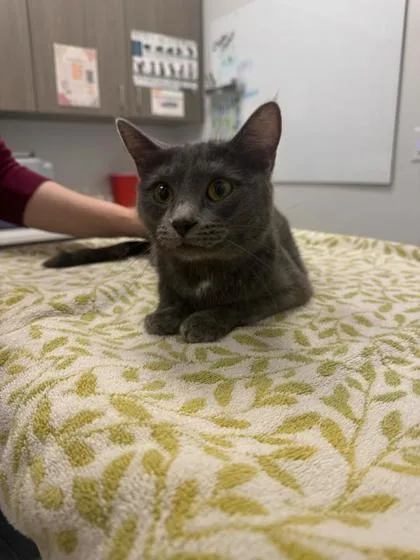 An adult medium-sized female Gray / Blue / Silver Domestic Short Hair cat named Frida Kahlo for adoption in Kansas City, MO