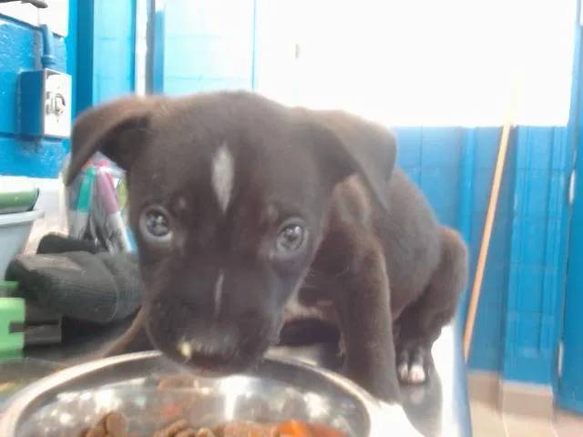 A young medium-sized male Pit Bull Terrier dog named Porter for adoption in Albuquerque, NM