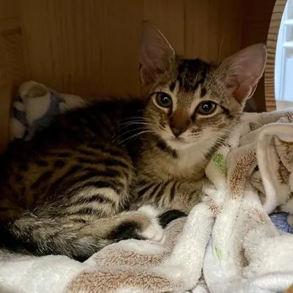 A baby small-sized female Domestic Short Hair cat named Marigold for adoption in Lawrenceville, GA