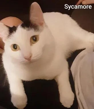 A young medium-sized male Black & White / Tuxedo Domestic Short Hair cat named Sycamore J for adoption in North Highlands, CA