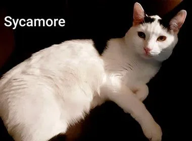 Sycamore J thumbnail 2