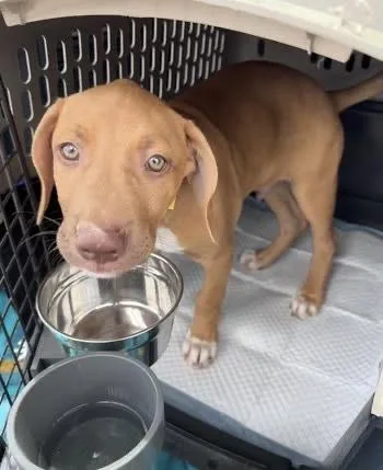 A baby small-sized male White / Cream Labrador Retriever dog named Hank for adoption in Colorado Springs, CO