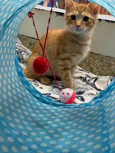 An adult small-sized male Domestic Short Hair cat named Sunny for adoption in Washington, DC