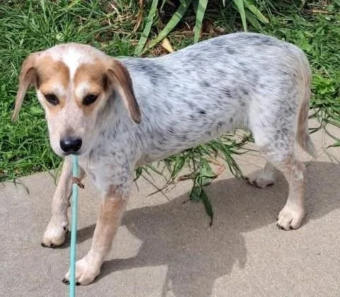 Pepper