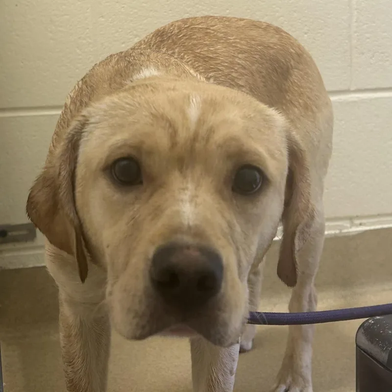 A young medium-sized male Yellow / Tan / Blond / Fawn Mixed Breed dog named Puffball for adoption in Asheville, NC