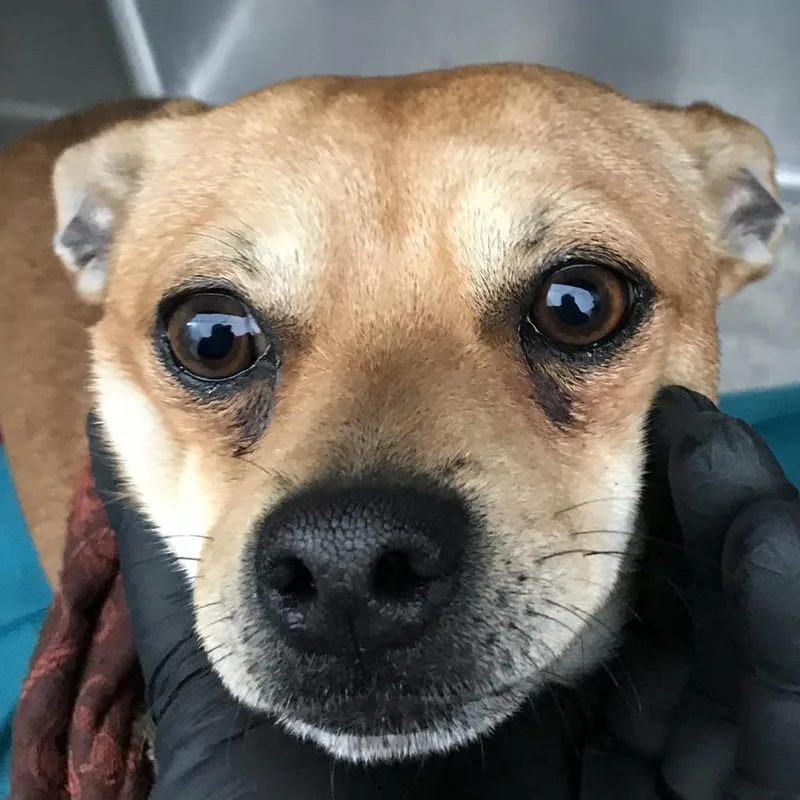 A senior small-sized male Yellow / Tan / Blond / Fawn Mixed Breed dog named Sam for adoption in Las Cruces, NM