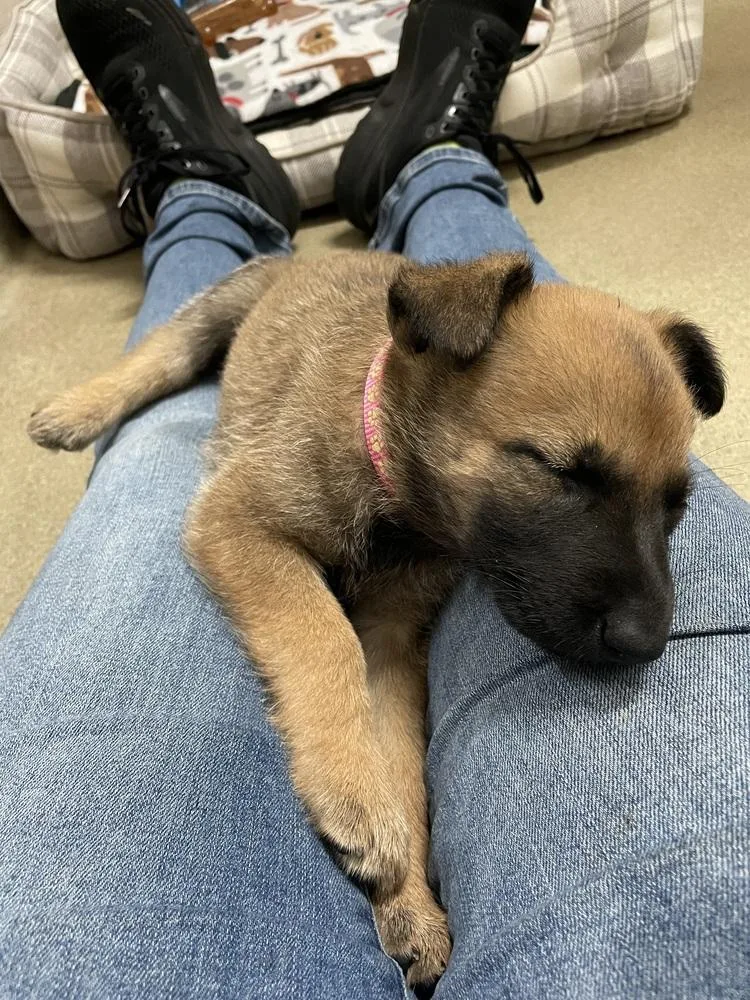 A baby small-sized female Belgian Shepherd / Malinois dog named Geo Pups Granite  for adoption in Imlay City, MI
