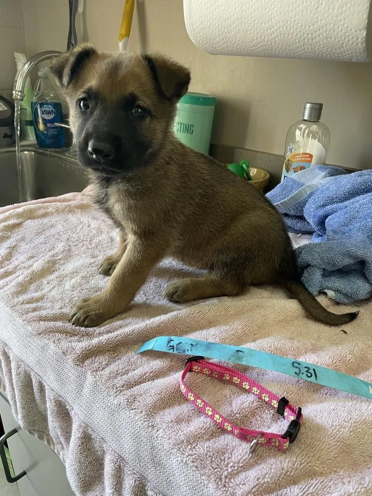 Geo Pups Granite  thumbnail 2