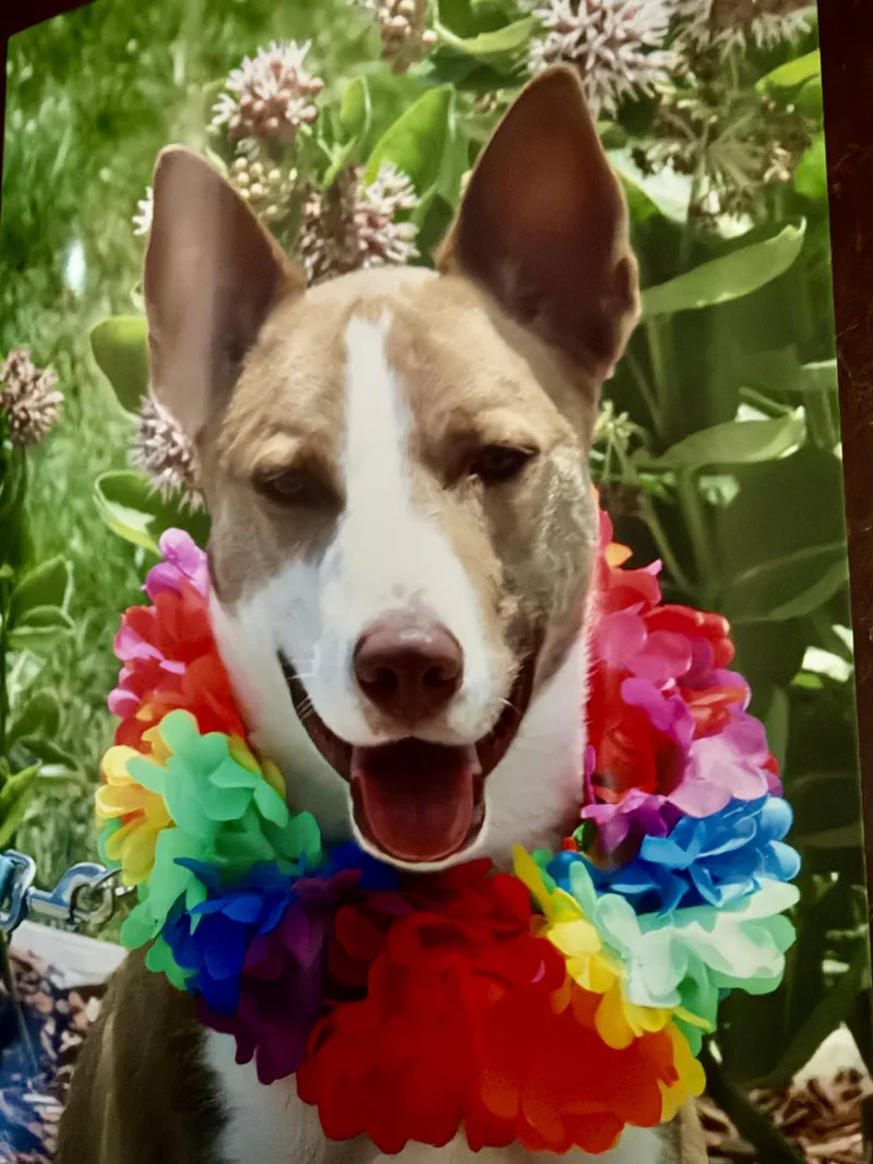 A young medium-sized male Yellow / Tan / Blond / Fawn Yellow Labrador Retriever dog named Kermie for adoption in Hutchinson, KS