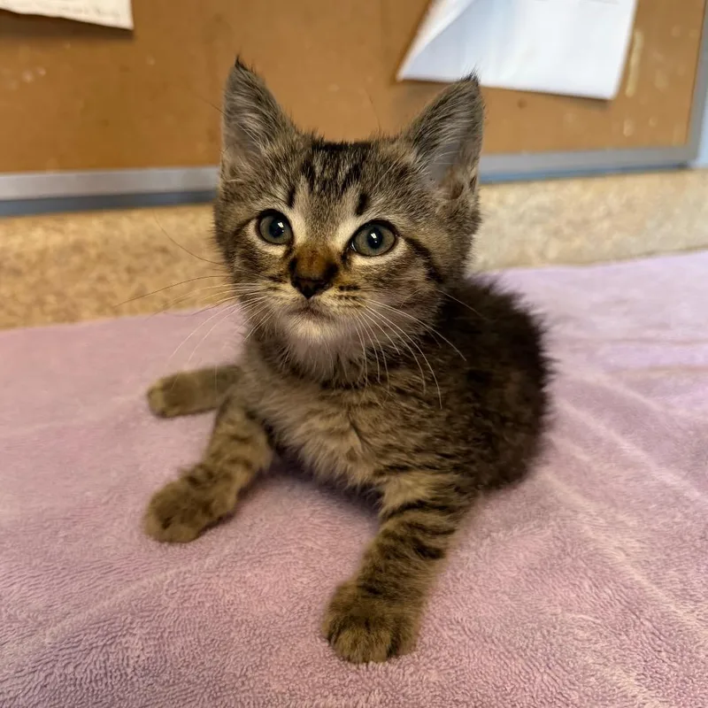 A baby small-sized male Domestic Short Hair cat named Honda for adoption in Easton, PA