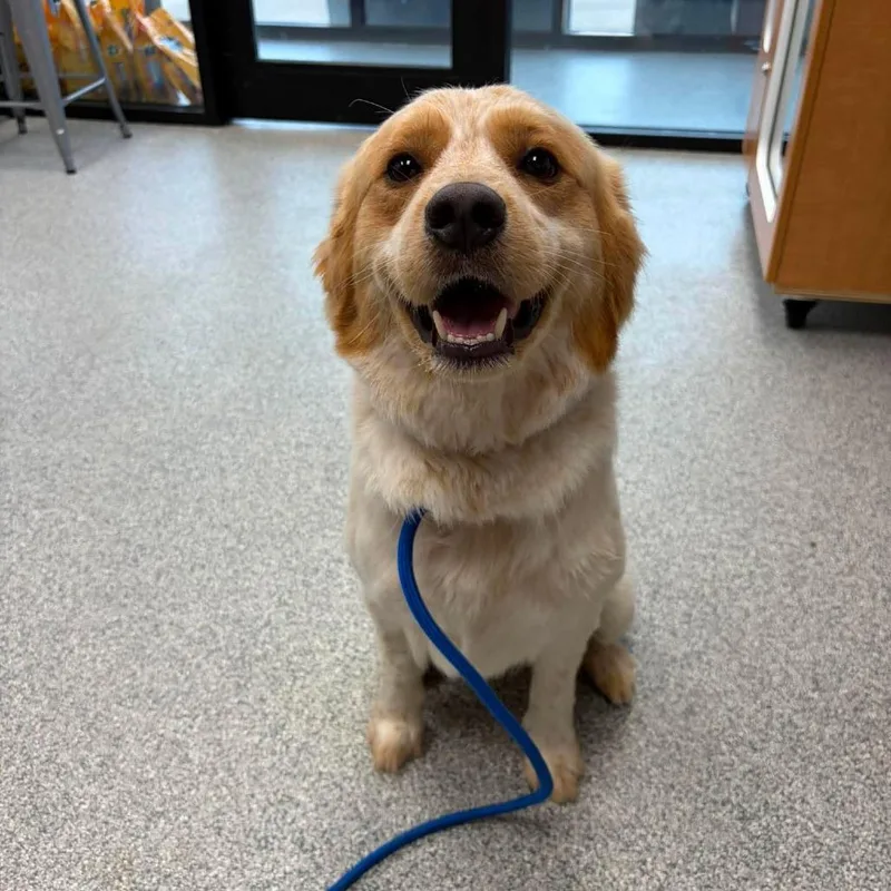 An adult medium-sized male Apricot / Beige Brittany Spaniel dog named Walker for adoption in Monticello, IA