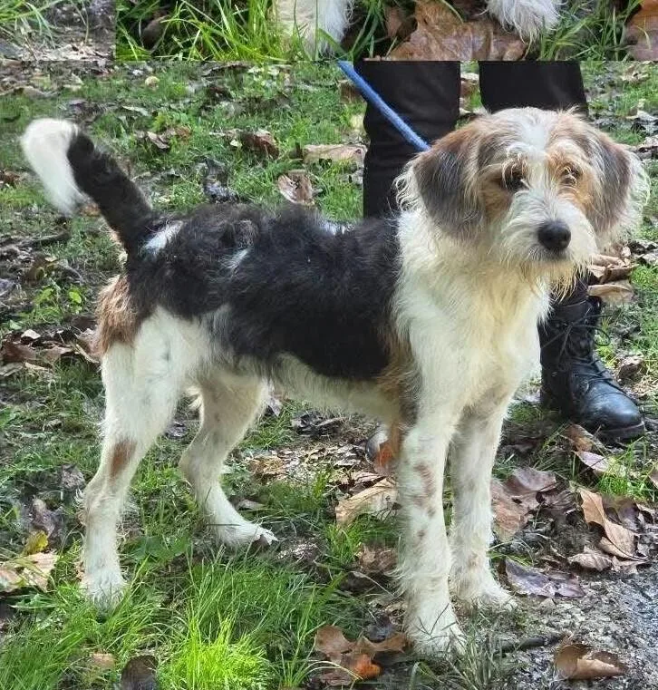An adult medium-sized male Tricolor (Brown, Black, & White) Wire Fox Terrier dog named Dj for adoption in Aurora, IN