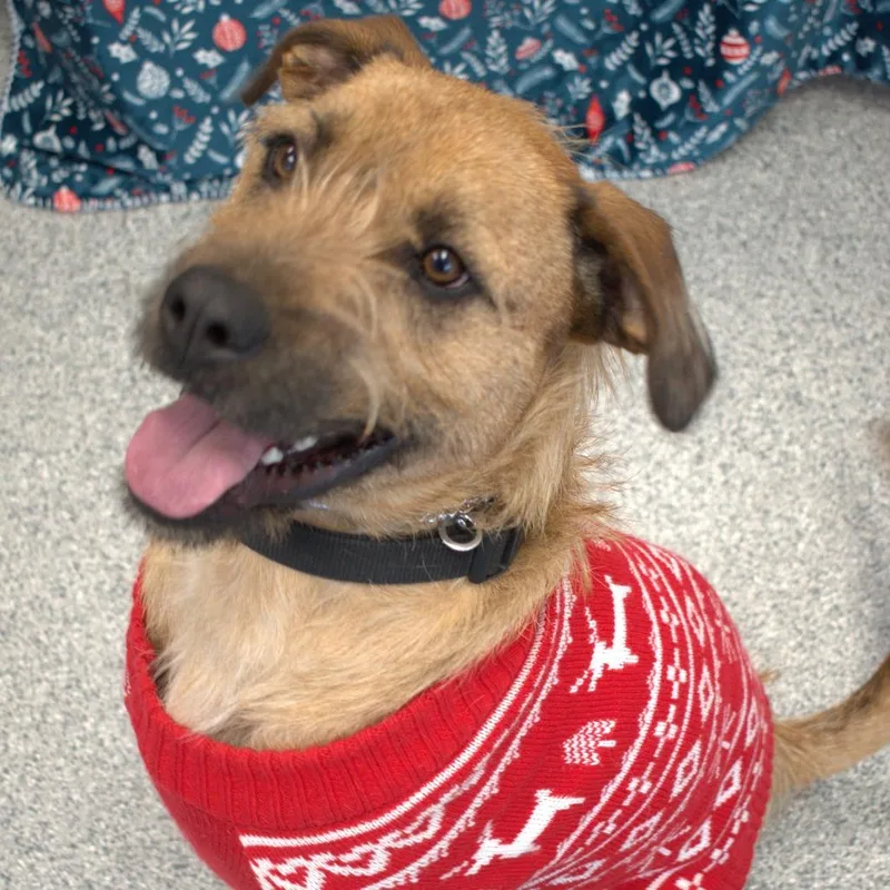 An adult medium-sized male Golden Border Terrier dog named Joe for adoption in Monticello, IA