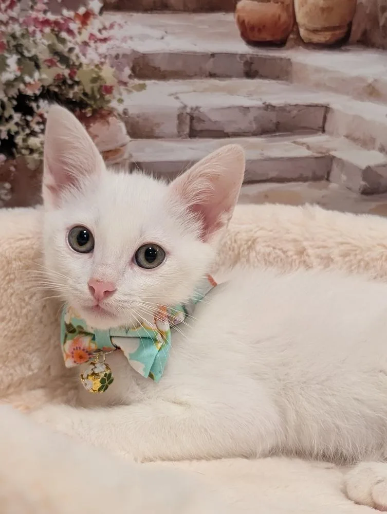 A baby small-sized male White Domestic Short Hair cat named Klondike for adoption in Fremont, CA