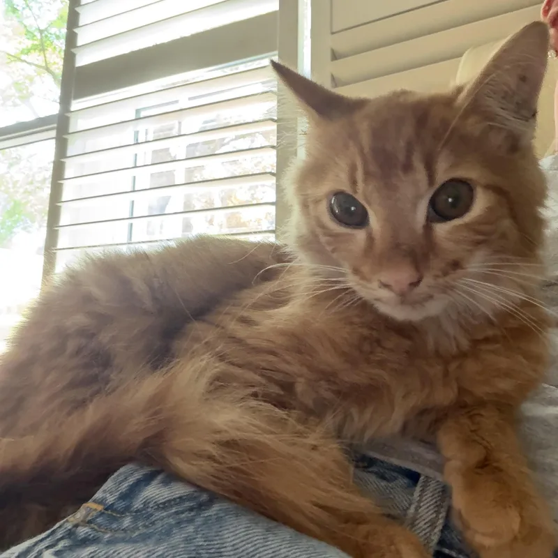 A baby medium-sized male Domestic Long Hair cat named Ziggy Stardust for adoption in Memphis, TN