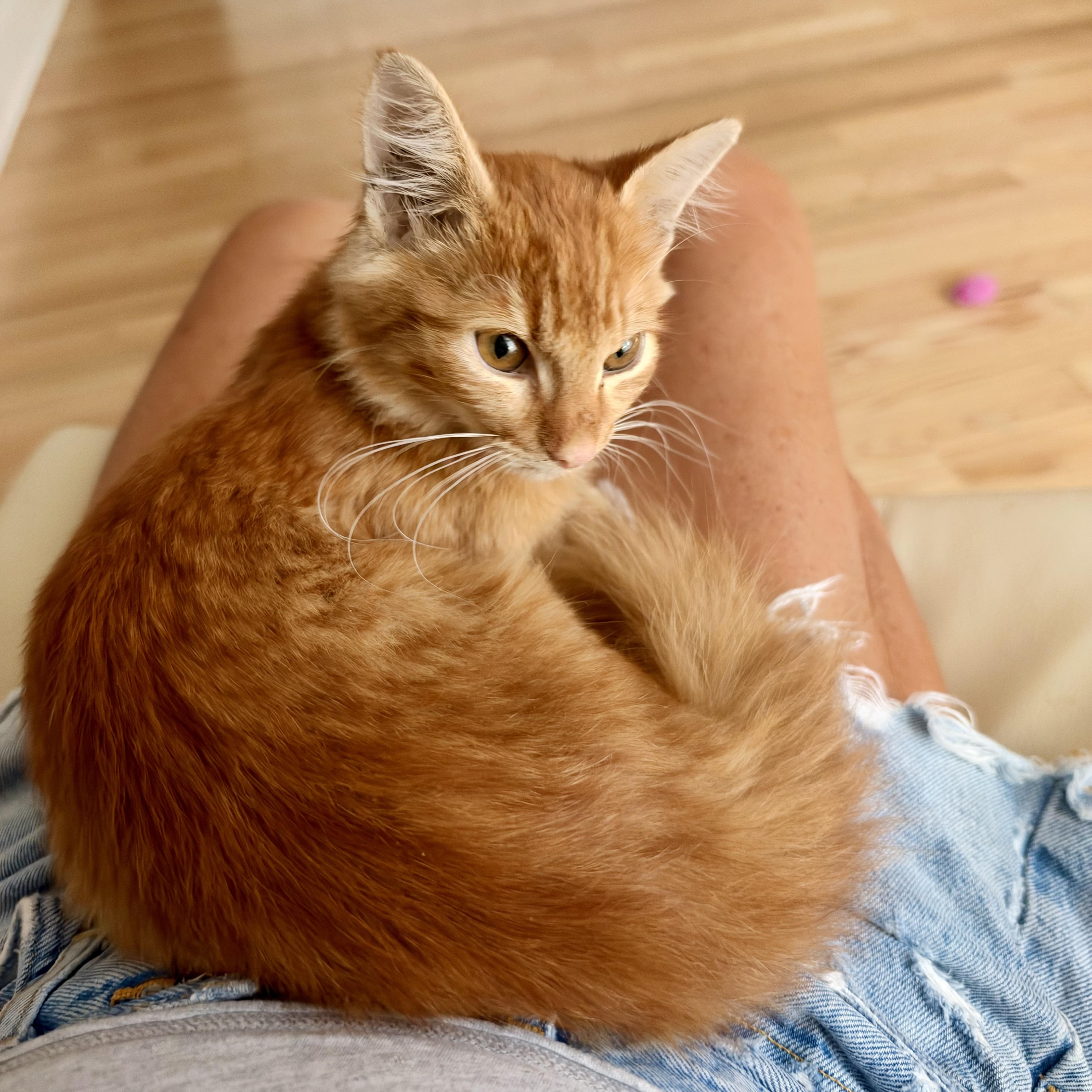 Ziggy Stardust thumbnail 3