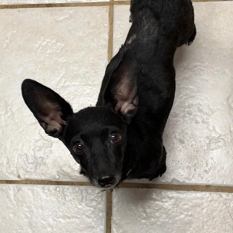 An adult small-sized male Black Chihuahua dog named Dobby for adoption in Bessemer, AL