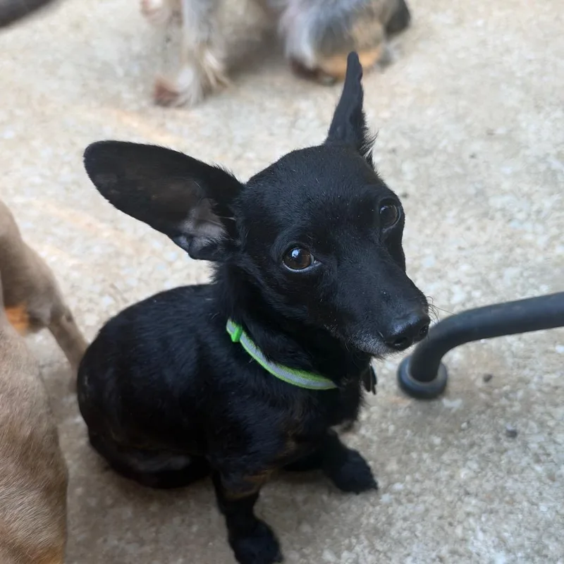 Dobby thumbnail 5