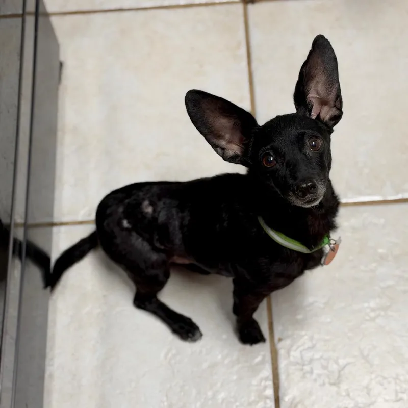 Dobby thumbnail 6