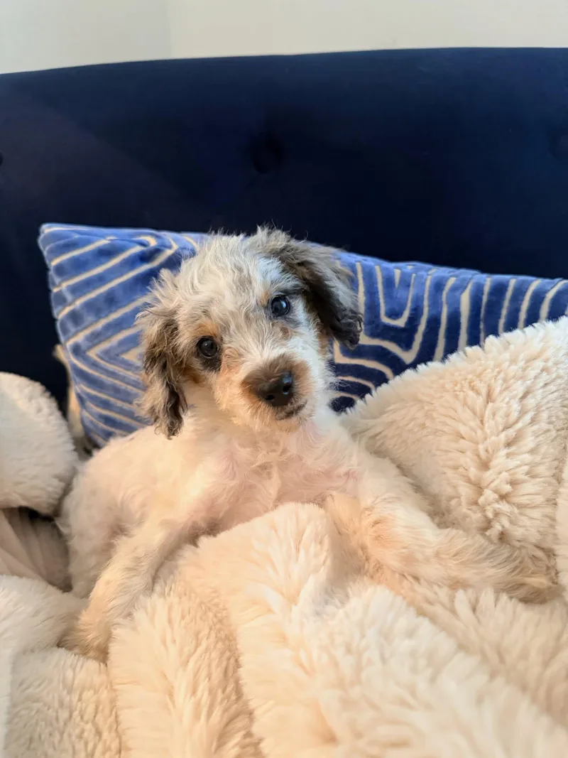 A baby small-sized female Standard Poodle dog named Petunia for adoption in Holly Springs, NC