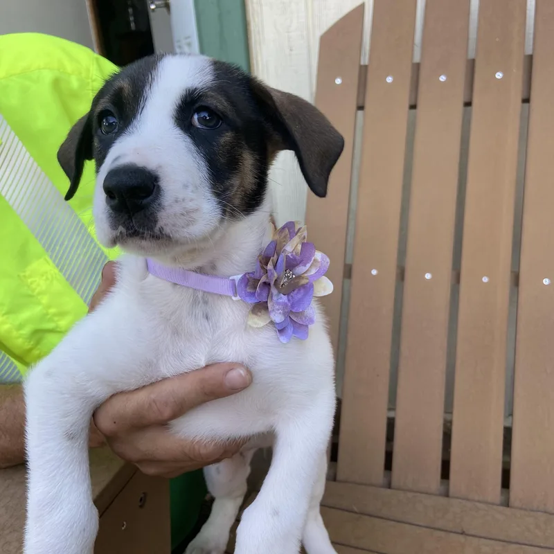 A baby medium-sized female Tricolor (Brown, Black, & White) Husky dog named Cindy for adoption in Sonora, CA