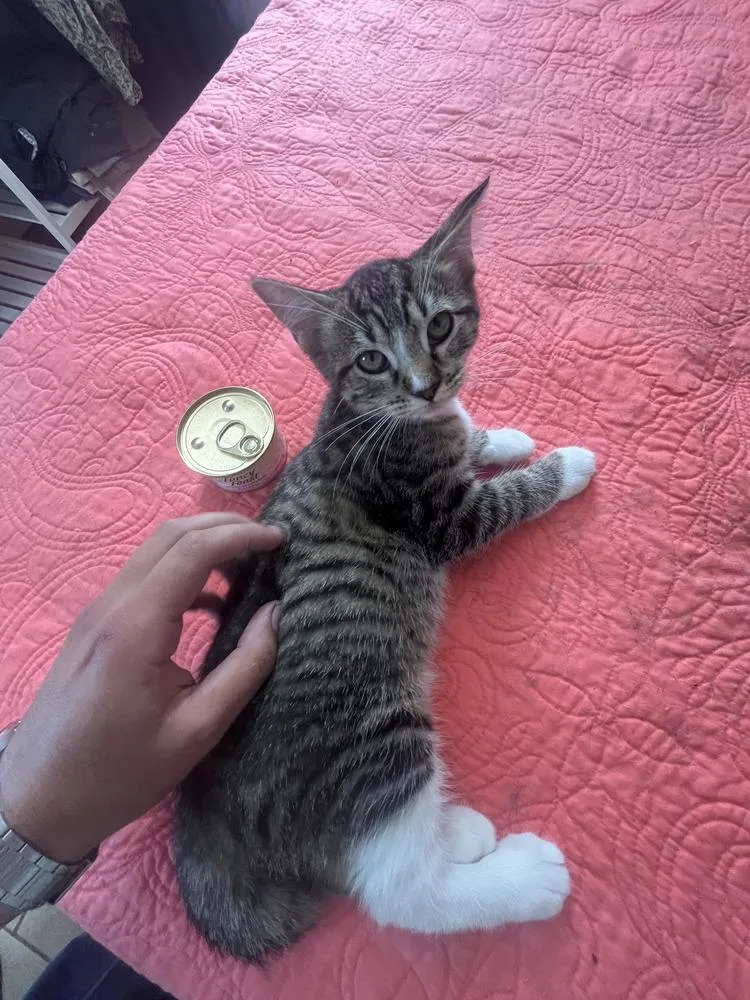 A baby small-sized female Domestic Short Hair cat named Birkenstock for adoption in Dallas, TX