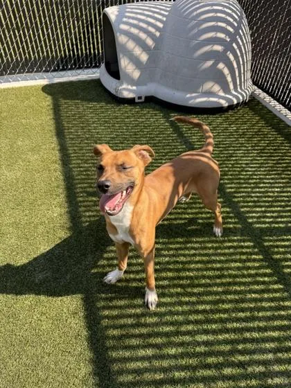 An adult medium-sized male Mixed Breed dog named Baby for adoption in Lafayette, IN
