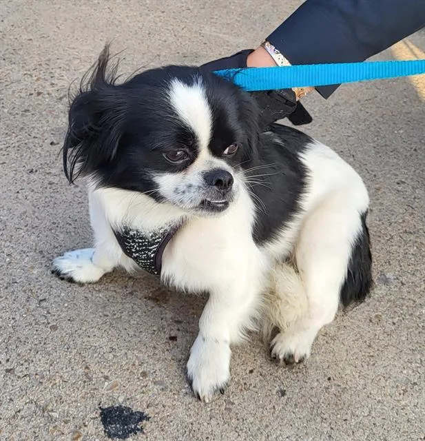 A young small-sized male Shih Tzu dog named Dipper for adoption in San Antonio, TX