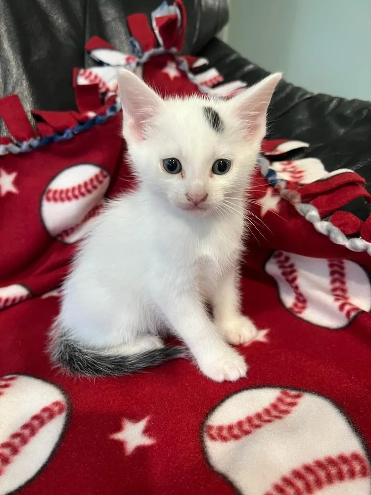 A baby small-sized male Black & White / Tuxedo Domestic Short Hair cat named One Dot for adoption in Oradell, NJ
