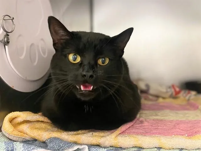 A young medium-sized female Domestic Short Hair cat named Meekah for adoption in Fort Wayne, IN