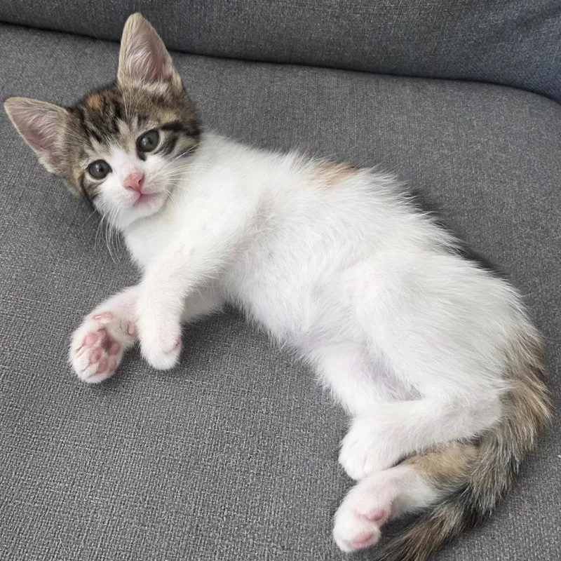 A baby small-sized female Domestic Short Hair cat named Breezy for adoption in York, PA