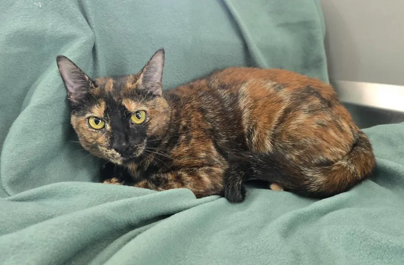 An adult large-sized female Domestic Short Hair cat named Cocoa for adoption in Dickson, TN