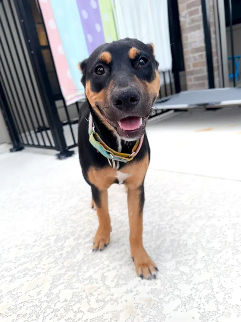 A young large-sized female Black Doberman Pinscher dog named Coraline for adoption in Corpus Christi, TX