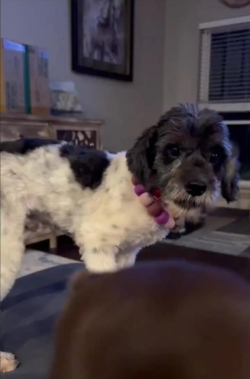 Wiggles thumbnail 3