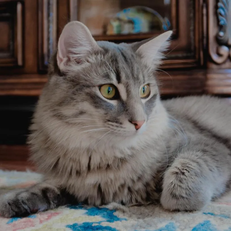 An adult extra large-sized male Gray / Blue / Silver Domestic Medium Hair cat named Grey for adoption in West Palm Beach, FL