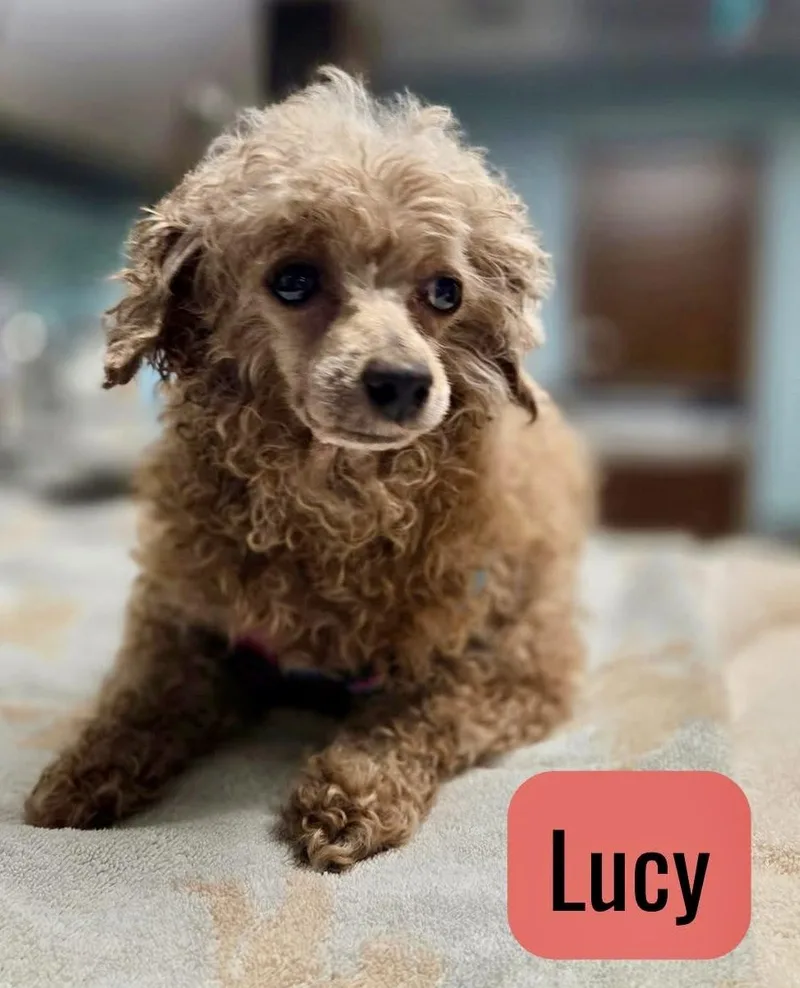 An adult small-sized female Miniature Poodle dog named Lucy for adoption in Norfolk, VA