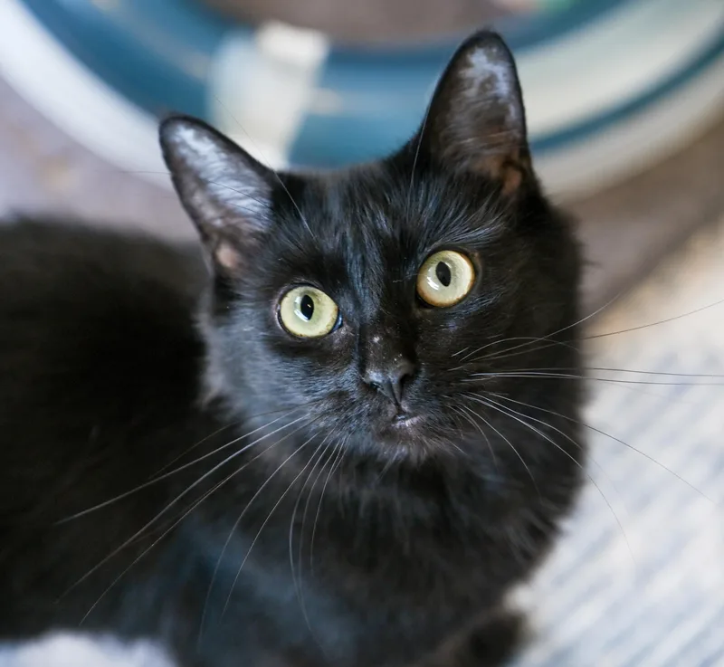 An adult medium-sized female Black Domestic Medium Hair cat named Viola for adoption in Chattanooga, TN