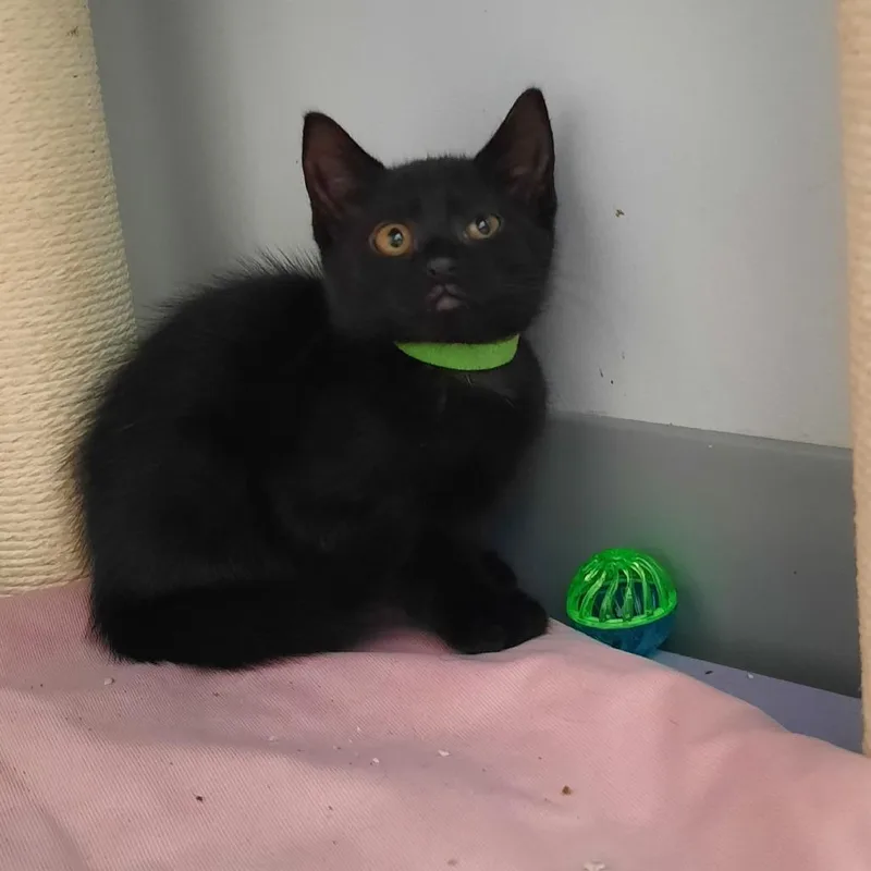 A baby small-sized female Black Domestic Medium Hair cat named Sombra for adoption in Watertown, NY