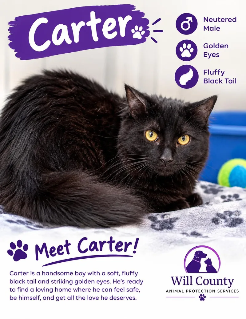 An adult medium-sized male Black Domestic Medium Hair cat named Carter for adoption in Joliet, IL