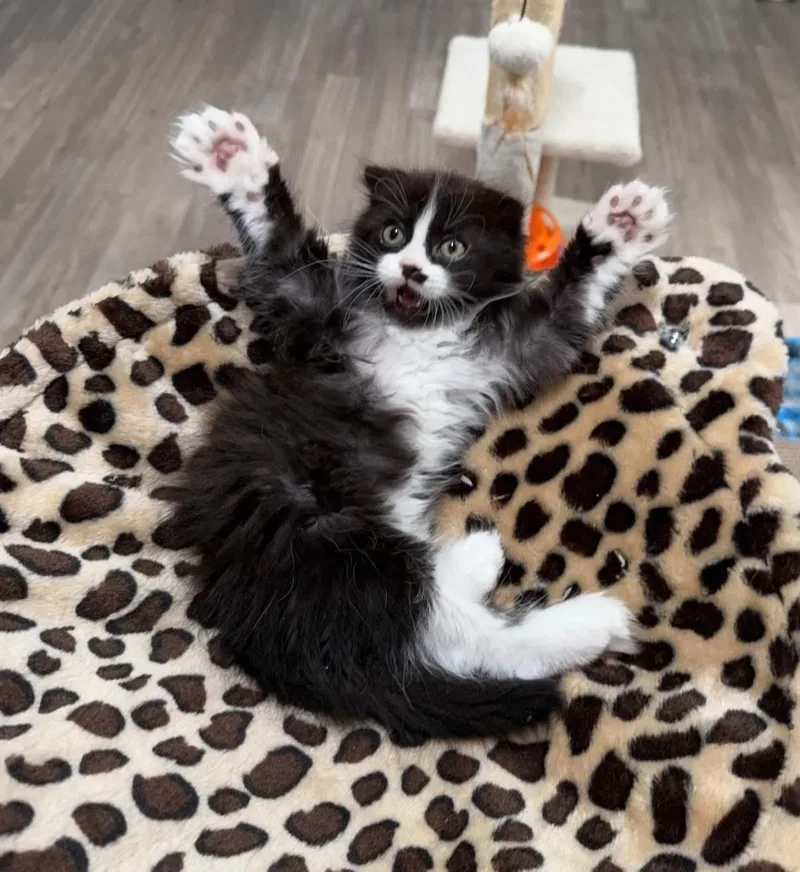 A baby medium-sized male Black & White / Tuxedo Scottish Fold cat named Winchester for adoption in Blanch, NC