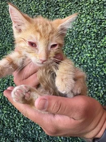 A baby medium-sized male Orange / Red Domestic Short Hair cat named 61226650 for adoption in El Paso, TX