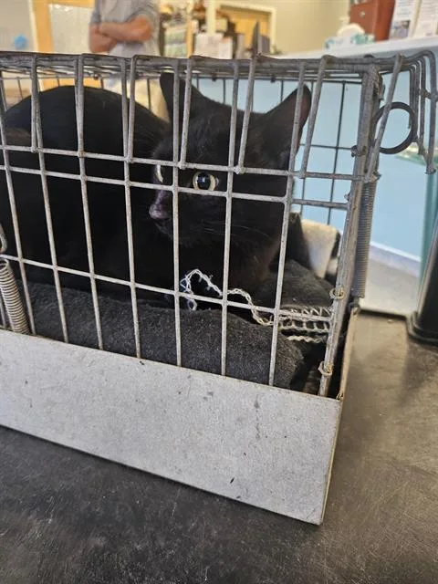 A young medium-sized female Domestic Short Hair cat named A for adoption in Palmetto, FL