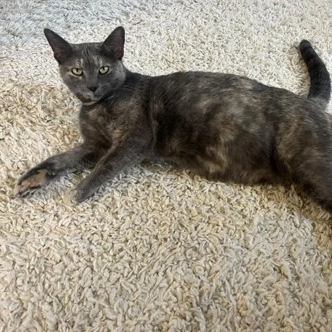 Elphaba