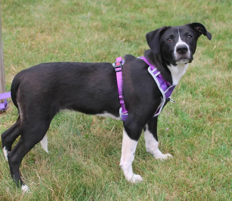 A young large-sized female Black Pit Bull Terrier dog named Elsie for adoption in Stuarts Draft, VA