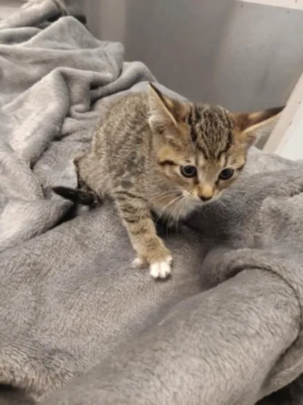 A baby small-sized female Domestic Short Hair cat named Stephanie for adoption in Los Angeles, CA