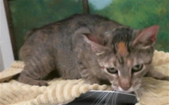 A young large-sized female Domestic Short Hair cat named Lyra for adoption in Houston, TX