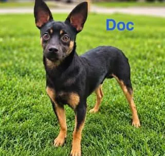 A young small-sized male Tricolor (Brown, Black, & White) Chihuahua dog named Doc for adoption in Fremont, NE