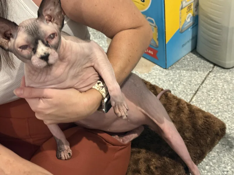 An adult medium-sized female Sphynx / Hairless Cat named Princess for adoption in Bradenton, FL
