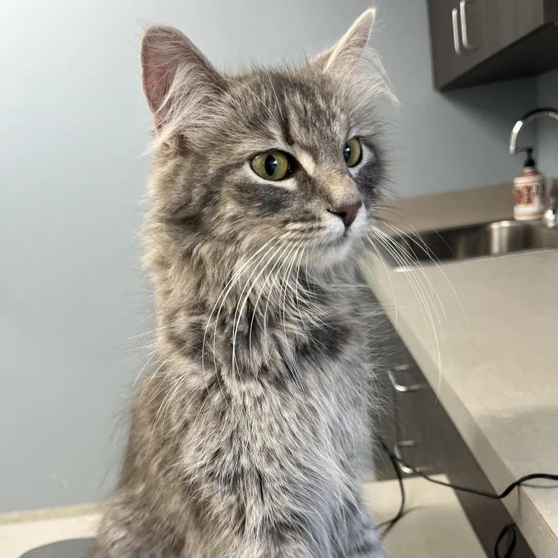 An adult medium-sized female Gray / Blue / Silver Domestic Medium Hair cat named Kit Kat for adoption in Oak Park, IL